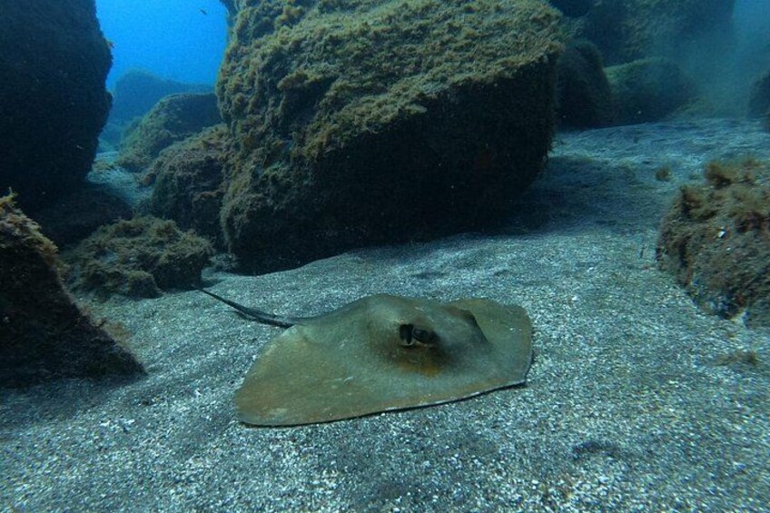 Snorkeling excursion in the Rayas and Turtles Zone 5
