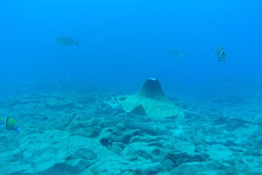 Snorkeling excursion in the Rayas and Turtles Zone 3
