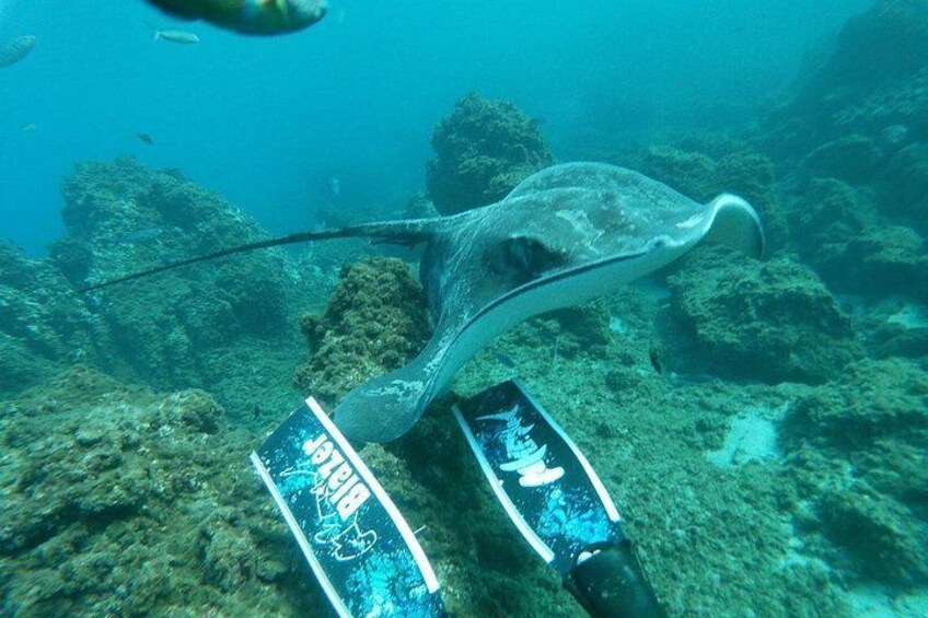 Snorkeling excursion in the Rayas and Turtles Zone 2