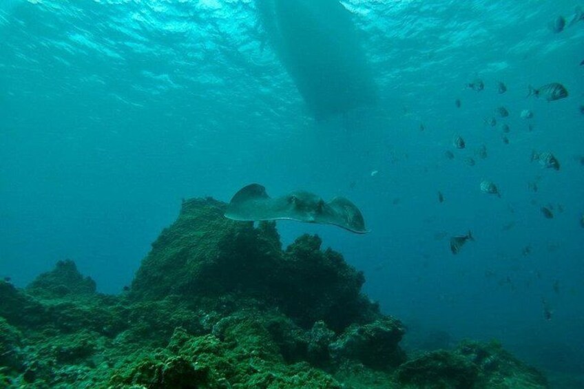 Snorkeling excursion in the Rayas and Turtles Zone 2