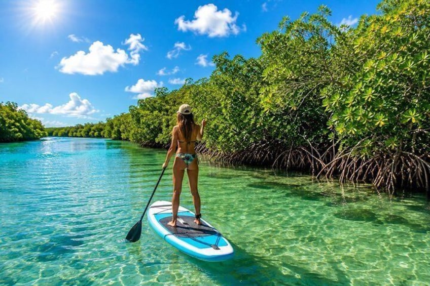 A person paddleboarding on a clear turquoise sea with mangrove trees on the shore. 1