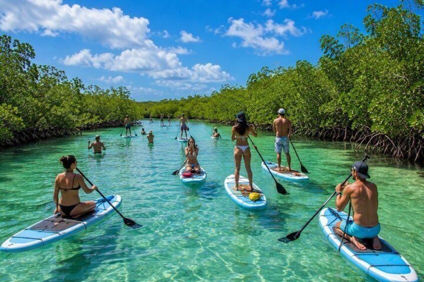 People paddleboarding in a mangrove-filled waterway. 3
