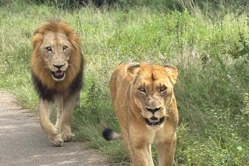 Two lions walking on a paved path surrounded by grass. 1