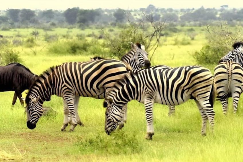 Zebras grazing in a grassy field with trees in the background. 4