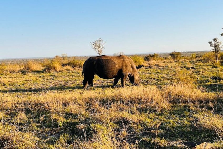 A rhinoceros grazing in a grassy savannah with sparse trees in the background. 5