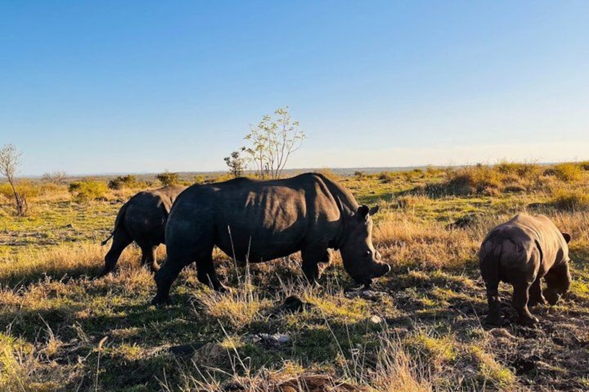A group of rhinos grazing in a grassy savannah. 3