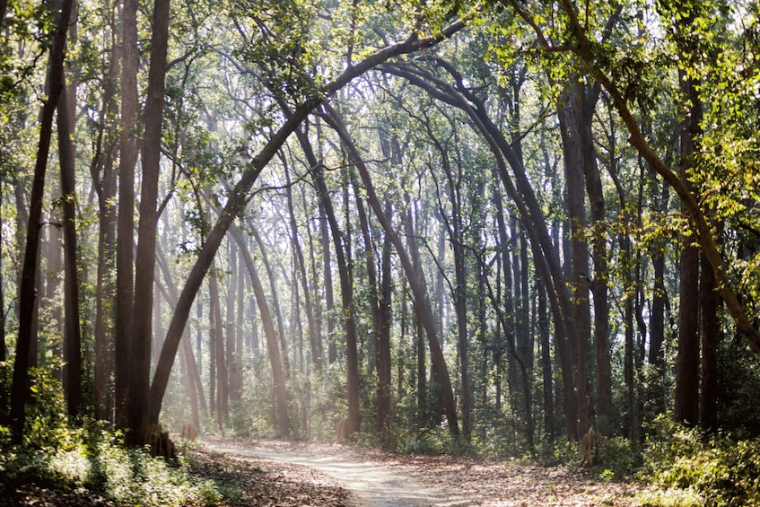 Picture 7 for Activity From Delhi: 3-Day Jim Corbett National Park Private Safari 4