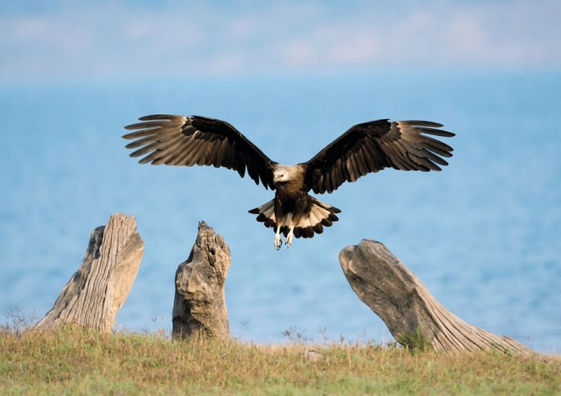 Picture 6 for Activity From Delhi: 3-Day Jim Corbett National Park Private Safari 2