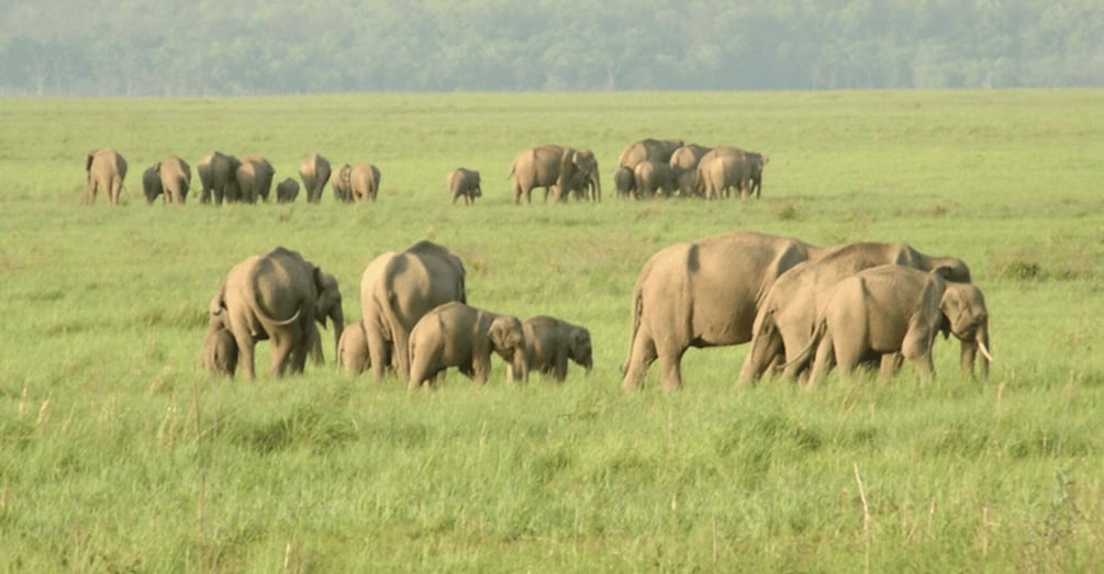 Picture 9 for Activity From Delhi: 3-Day Jim Corbett National Park Private Safari 5