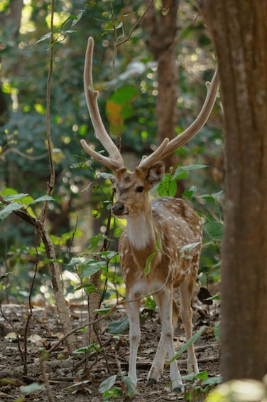 Picture 3 for Activity From Delhi: 3-Day Jim Corbett National Park Private Safari 3
