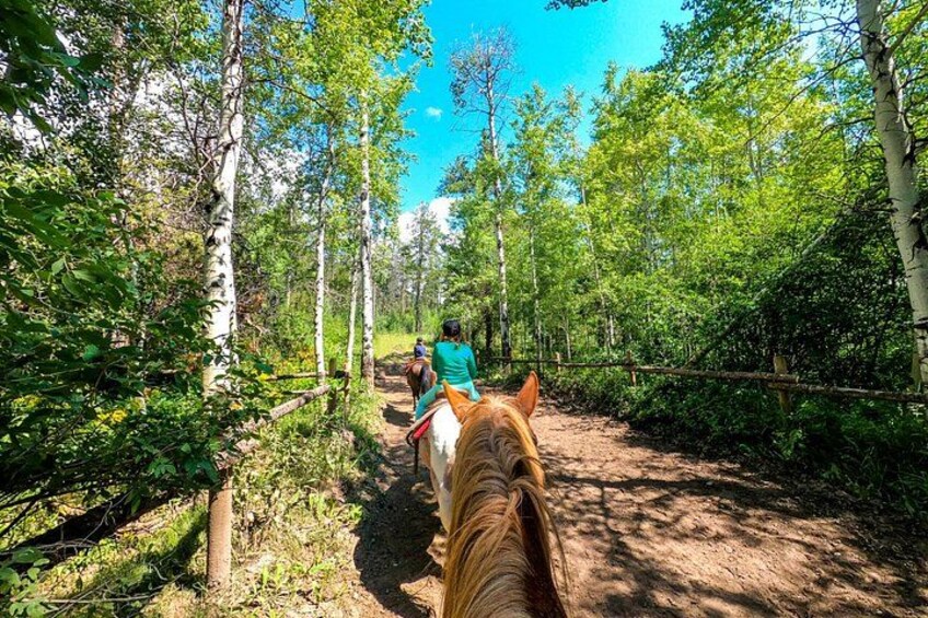 A horse and rider on a dirt trail surrounded by trees. 4