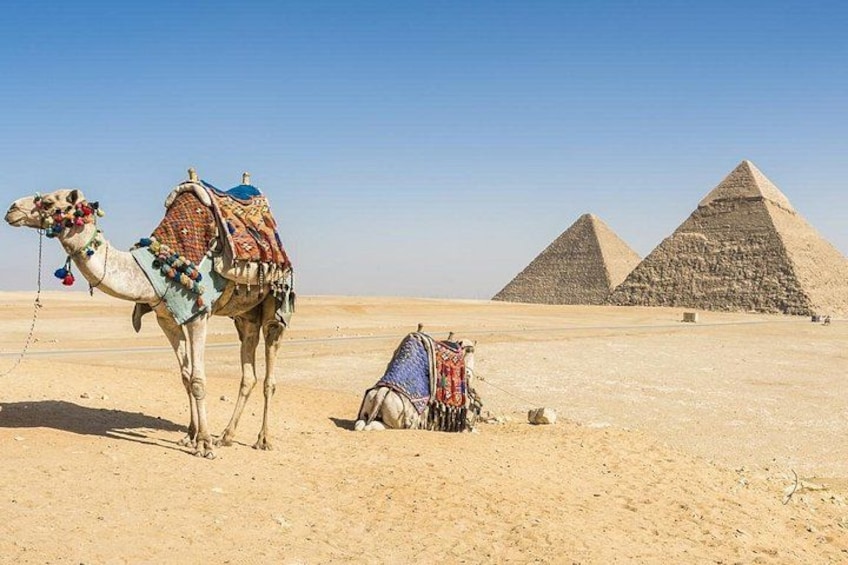 A camel with a decorated saddle in a desert with pyramids in the background. 1
