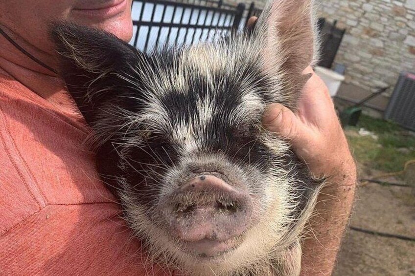 KuneKune Pig Farm Tour 3