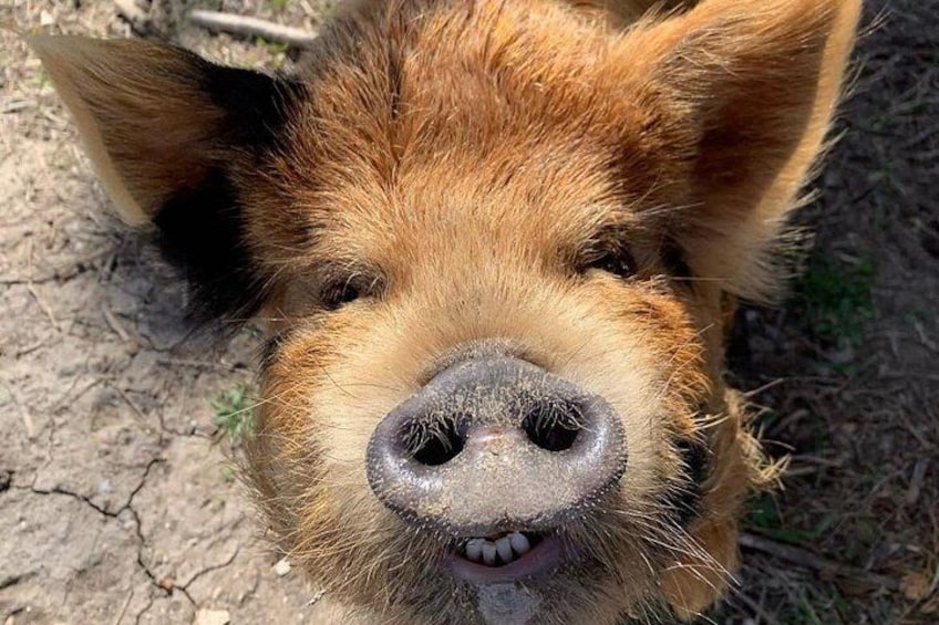 Een close-up van een varkenskop, met zichtbare vuil en schaarse begroeiing op de achtergrond. 1