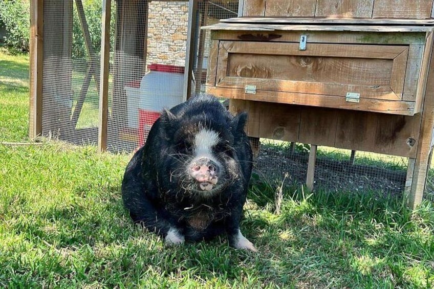 KuneKune Pig Farm Tour 2