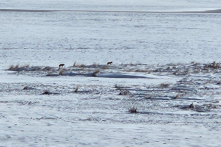 Great Salt Lake and Antelope Island Day Tour 2
