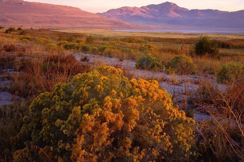 A desert landscape with a prominent yellow shrub in the foreground and distant mountains. 2