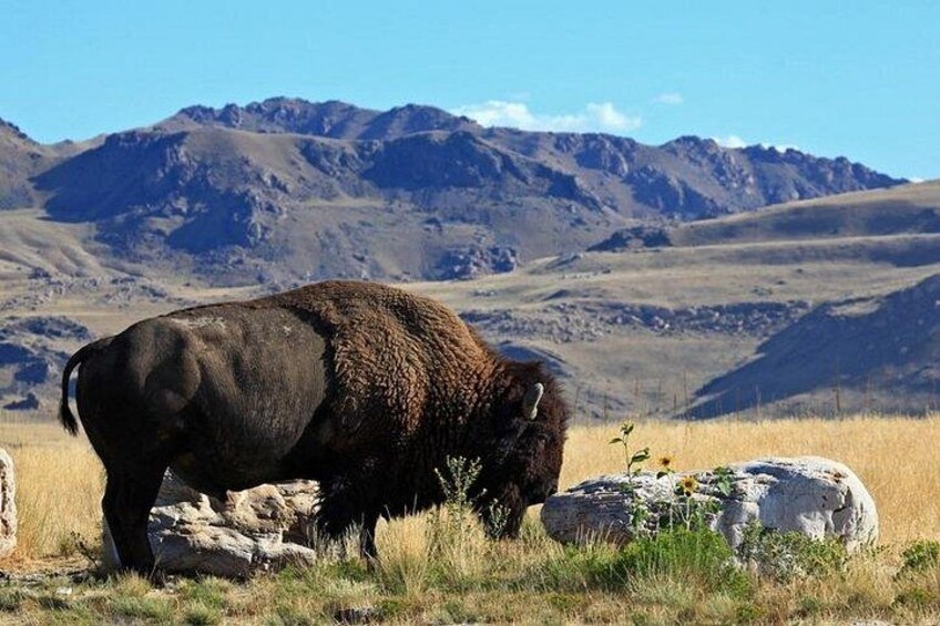 Great Salt Lake and Antelope Island Day Tour 4