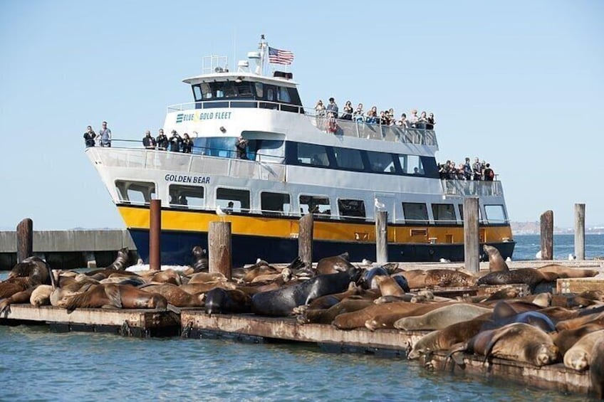 A tour boat named 'Blue Gold Fleet' with 'Golden Bear' written on its side, docked at a pier with numerous sea lions on the pier. 5