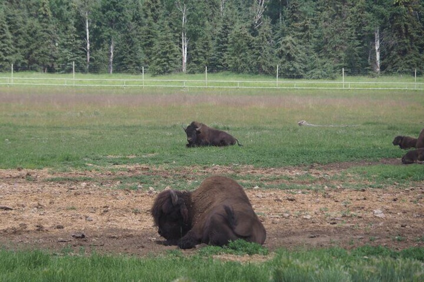 A grassy field with cows lying down. 4