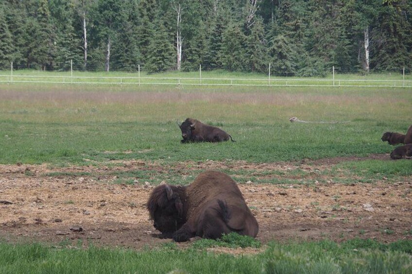 A herd of bison resting in a grassy field with a forest in the background. 1