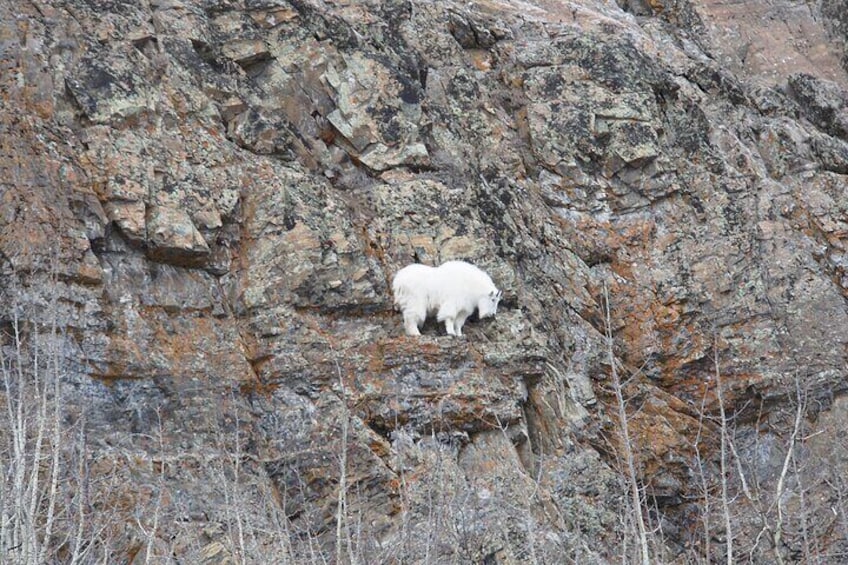 A rocky cliff with a white animal, possibly a goat, standing on it. 5