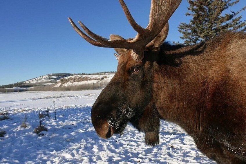 A moose in a snowy landscape with a clear blue sky. 3