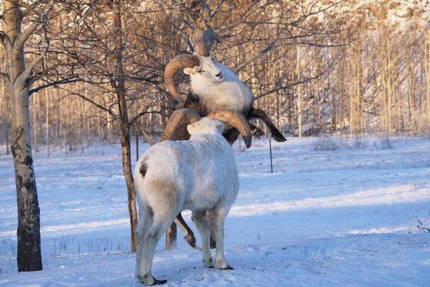 Two bighorn sheep in a snowy landscape with trees. 3