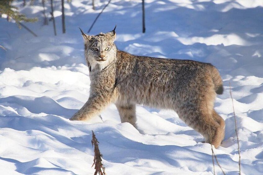 A lynx walking in a snowy forest. 1