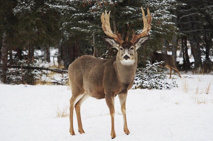 A deer with large antlers standing in a snowy forest. 2