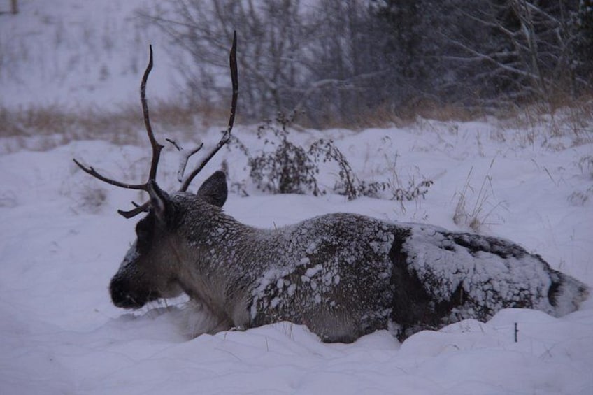 A deer lying in the snow. 5