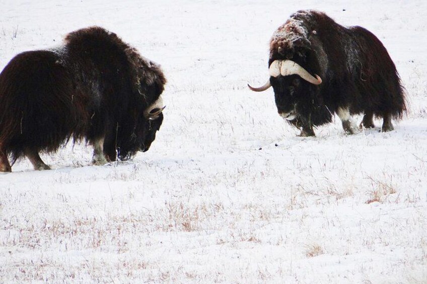 Two large, shaggy animals with long fur and curved horns in a snowy field. 4