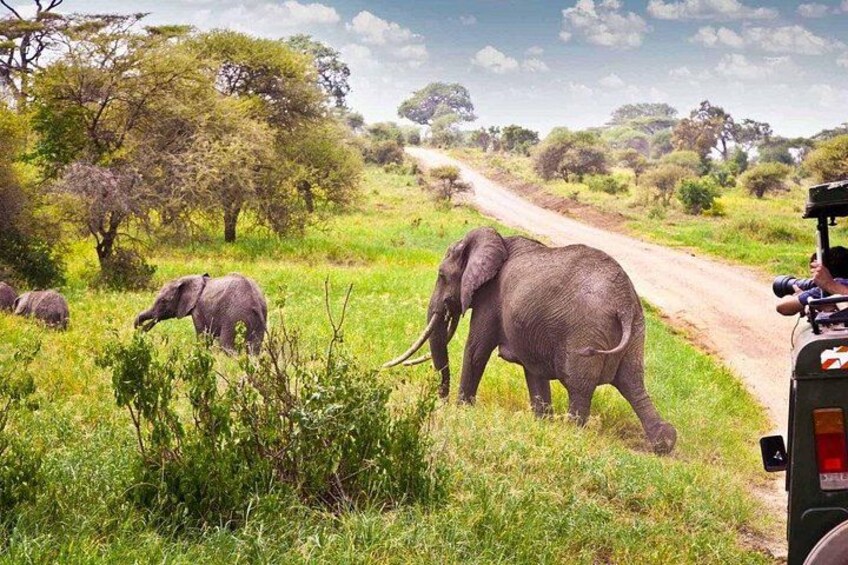 Un véhicule de safari sur une route de terre, avec des éléphants dans une savane herbeuse. 5
