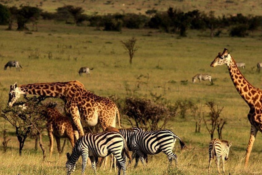 Un paysage de savane où l’on peut voir des girafes et des zèbres en train de brouter. 3