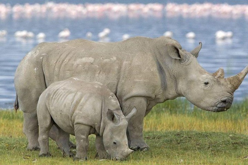 Deux rhinocéros près d’une étendue d’eau, avec des oiseaux en arrière-plan. 1