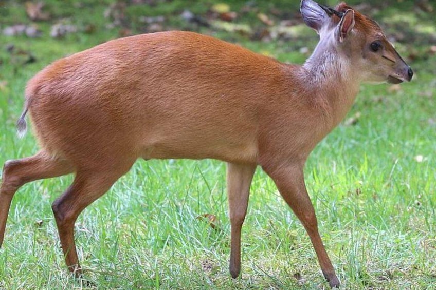 Un cerf qui marche dans l’herbe. 4