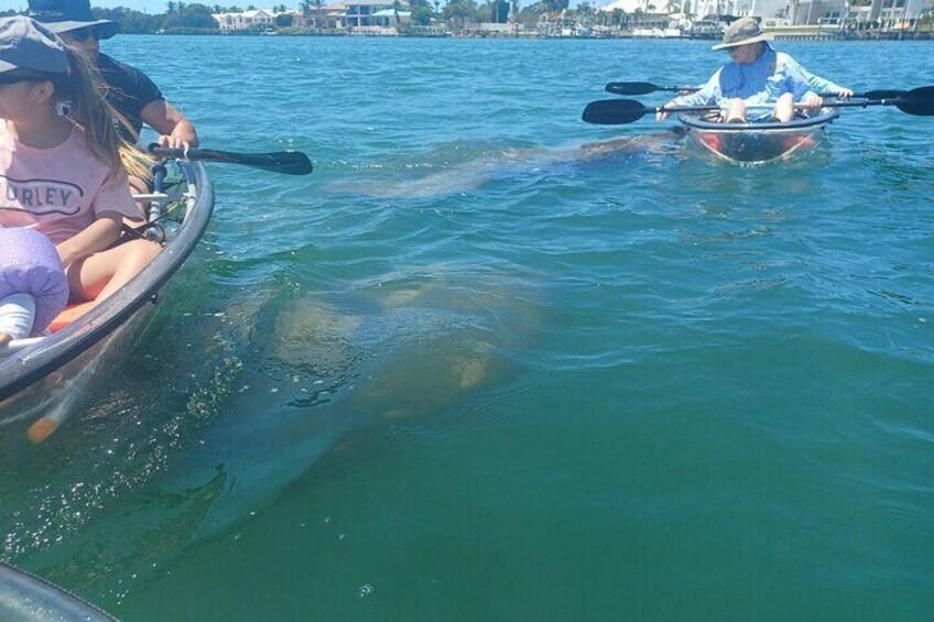 Clear Kayak Glass Bottom Day Tour - Anna Maria Island