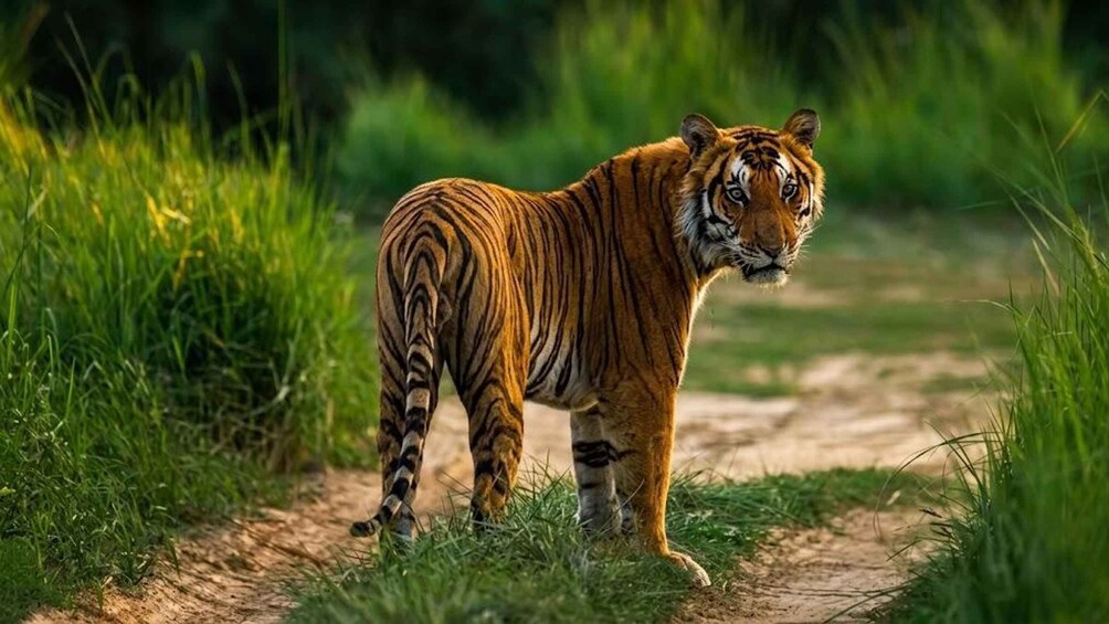 Picture 30 for Activity Kathmandu/Pokhara-3 Day All-Inclusive Chitwan Jungle Safari 3