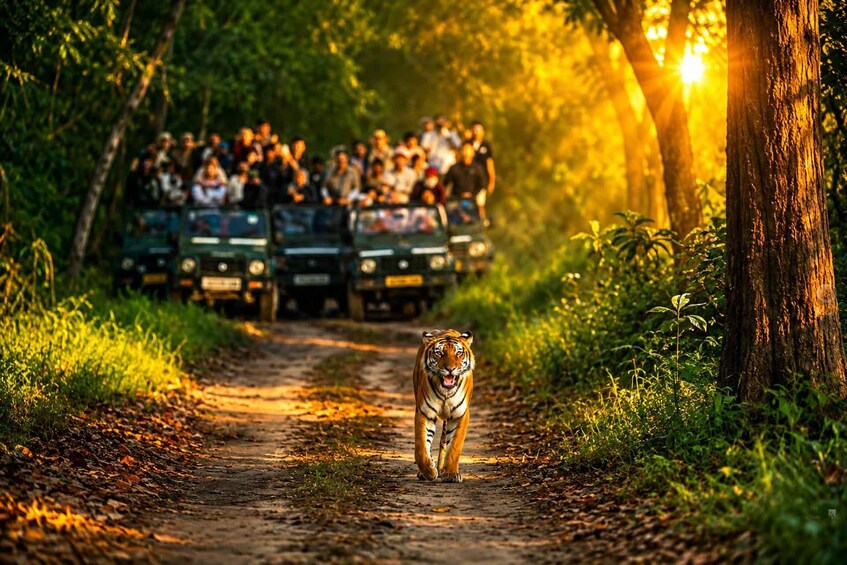 Picture 21 for Activity Kathmandu/Pokhara-3 Day All-Inclusive Chitwan Jungle Safari 2