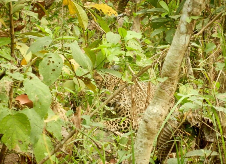 Picture 20 for Activity Kathmandu/Pokhara-3 Day All-Inclusive Chitwan Jungle Safari 4