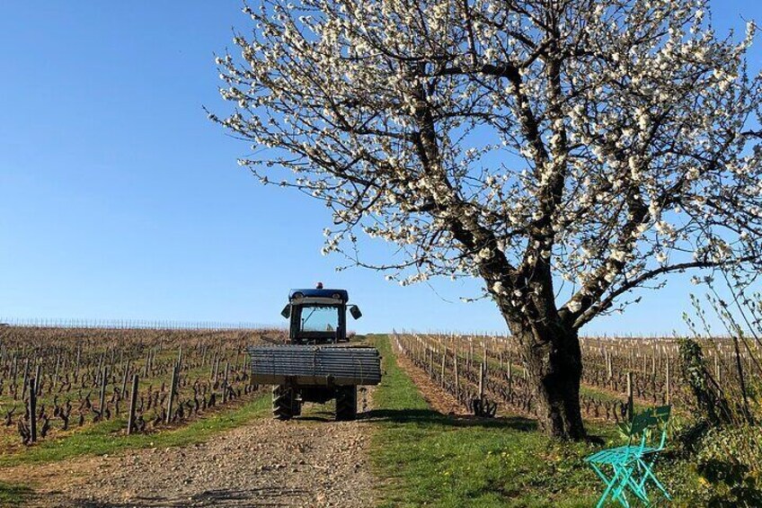 Private tour to discover the soul of Beaujolais