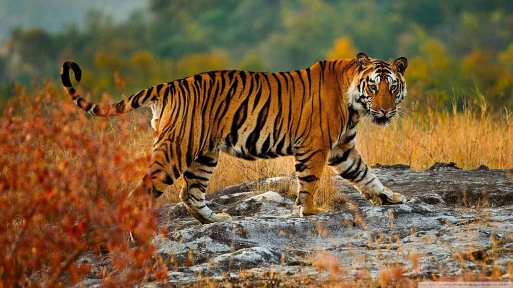 Picture 6 for Activity From Delhi: 3–5 Day Golden Triangle Tour + Safari Options 4