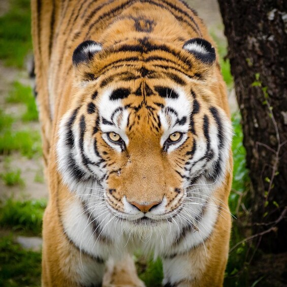 Picture 1 for Activity From Delhi: 3–5 Day Golden Triangle Tour + Safari Options 3