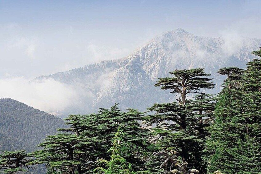 Guided Private Tour to The Cedars of God with Breakfast & Tickets