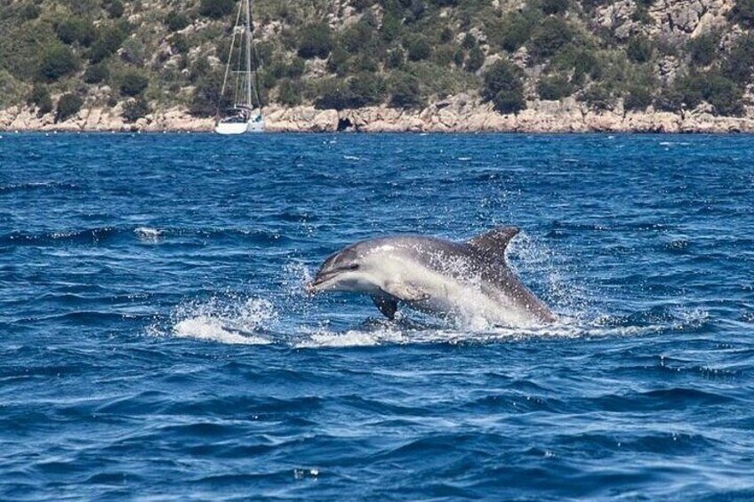 Boat Tour to the Dolphin area up to 6 people