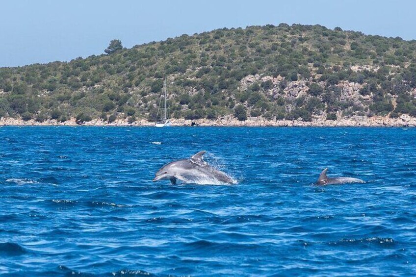 Boat Tour to the Dolphin area up to 6 people