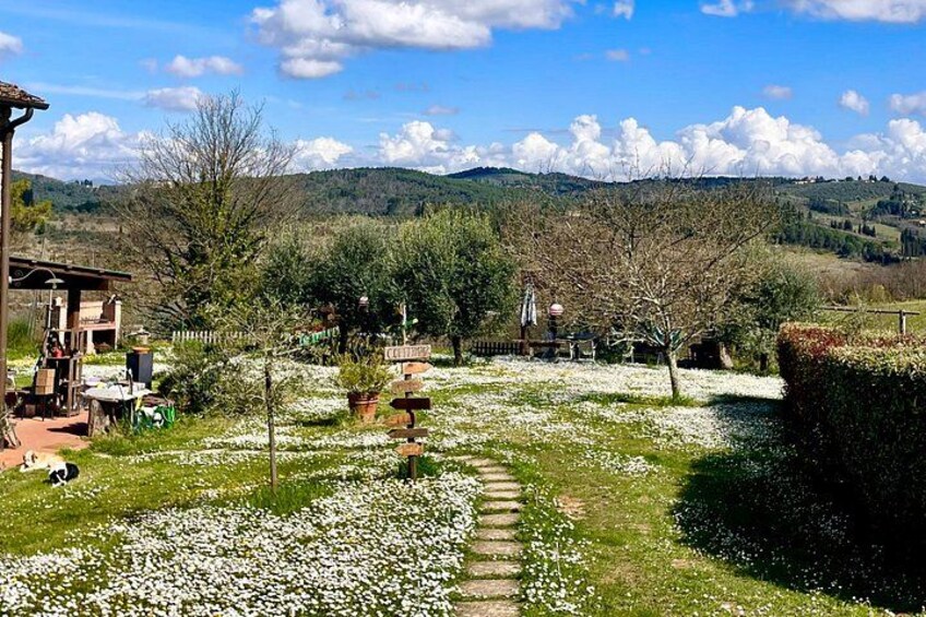Truffle Hunting in Chianti, pasta class and lunch 2