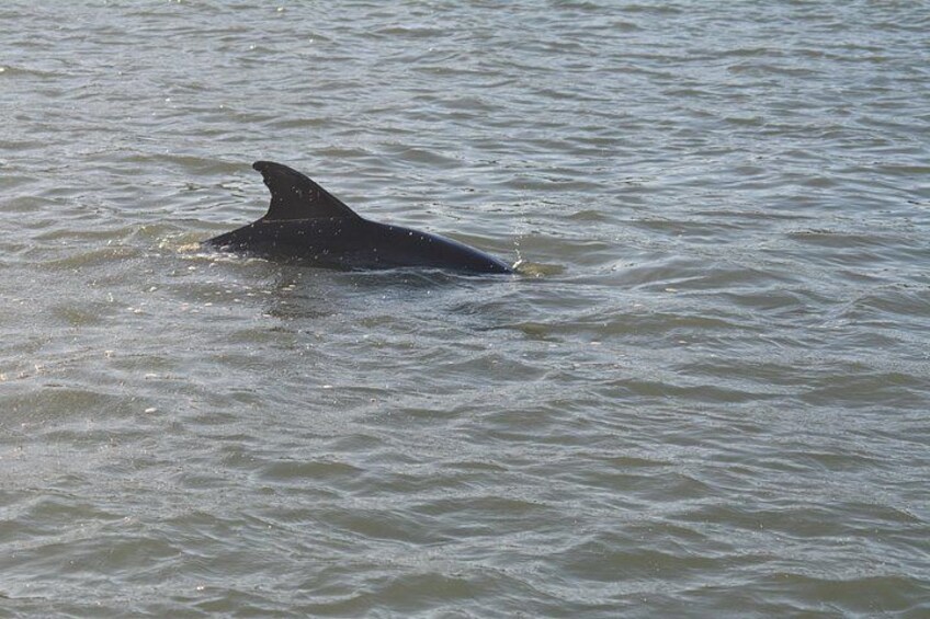 A dolphin swimming in the water. 3