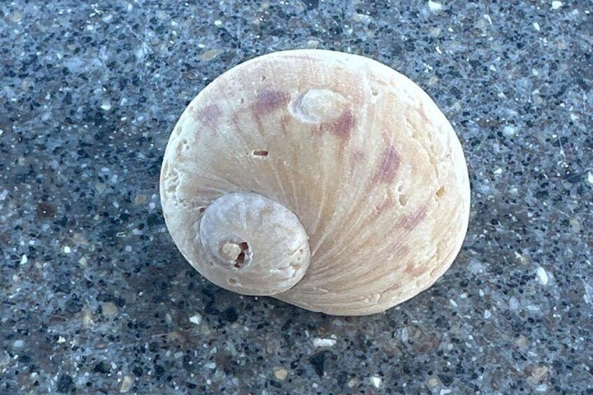 A seashell on a rough surface. 2