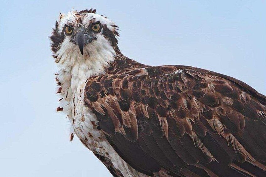 A bird with brown and white feathers, a sharp beak, and yellow eyes. 2